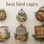 best bird cages