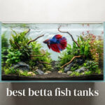 best betta fish tanks