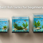 best fish tanks for beginners