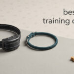 best dog training collars