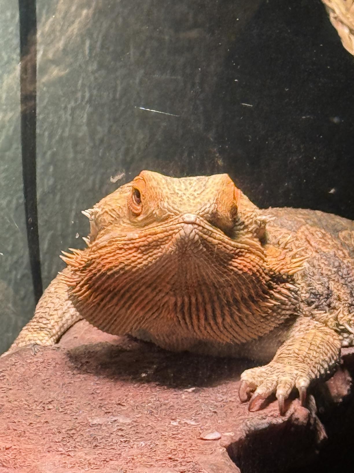 Repti Basking Spot Lamp 100watt for Reptiles customer photo 1