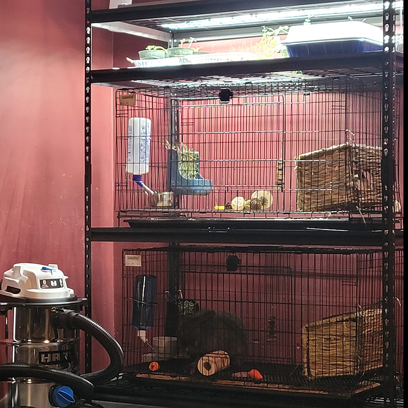 MidWest Homes for Pets Small Wabbitat Rabbit Cage, Grid Mesh Floor, Removable Tray, Top & Front Door Access, Rust Resistant Finish, No Tools Required customer photo 1