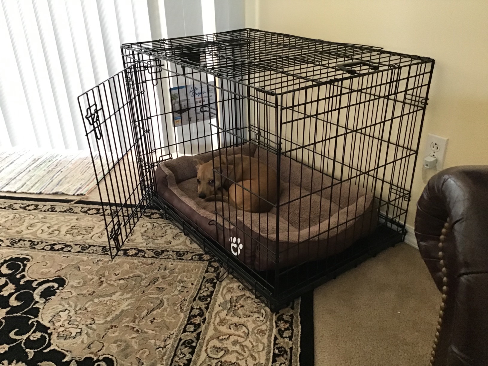 MidWest Homes for Pets 48-Inch LifeStages Crate for Extra-Large Breeds, 90-110 lbs, Double Door Folding Dog Crate with Divider Panel, Leak-Proof Tray & Secure Latch, Heavy-Duty & Easy to Assemble customer photo 2