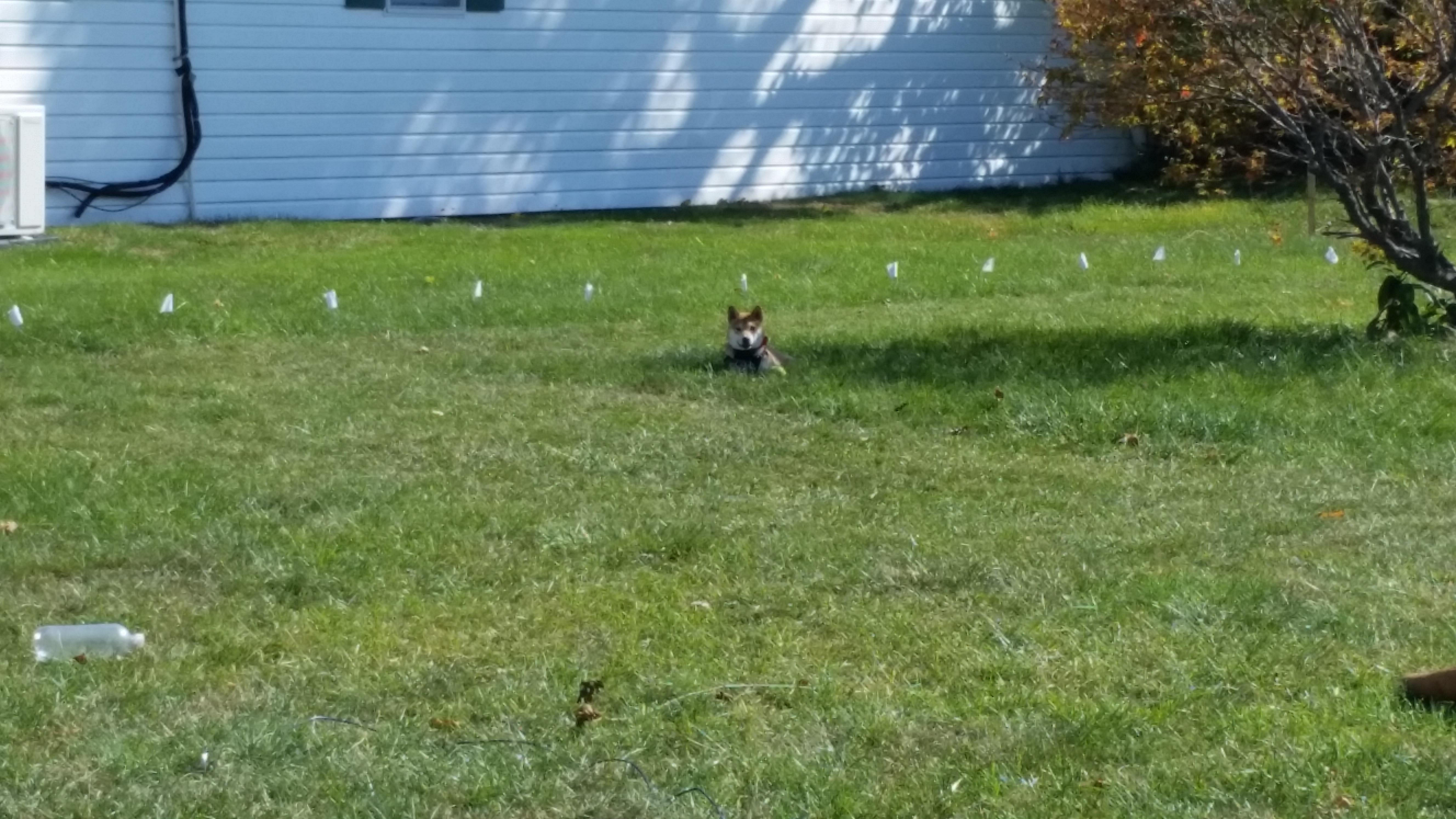 PetSafe Stubborn Dog In-Ground Pet Fence for Hard-to-Train Pets - Great for Hearing-Impaired Dogs - Covers 1/3-Acre Yard - Expandable up to 25 Acres - from the Parent Company of Invisible Fence Brand customer photo 1