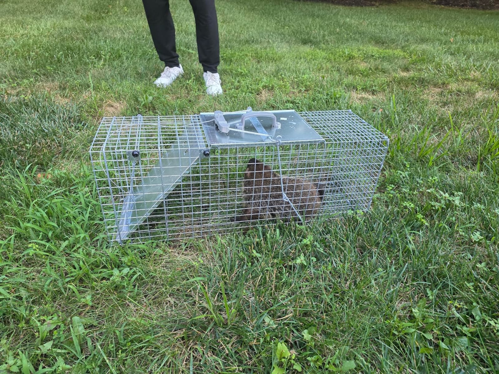 Havahart 1085 Large 1-Door Easy Set Humane Live Animal Trap for Armadillos, Cats, Groundhogs, Muskrats, Opossums, Raccoons, Skunks - Havahart Live Animal Cage Trap customer photo 2