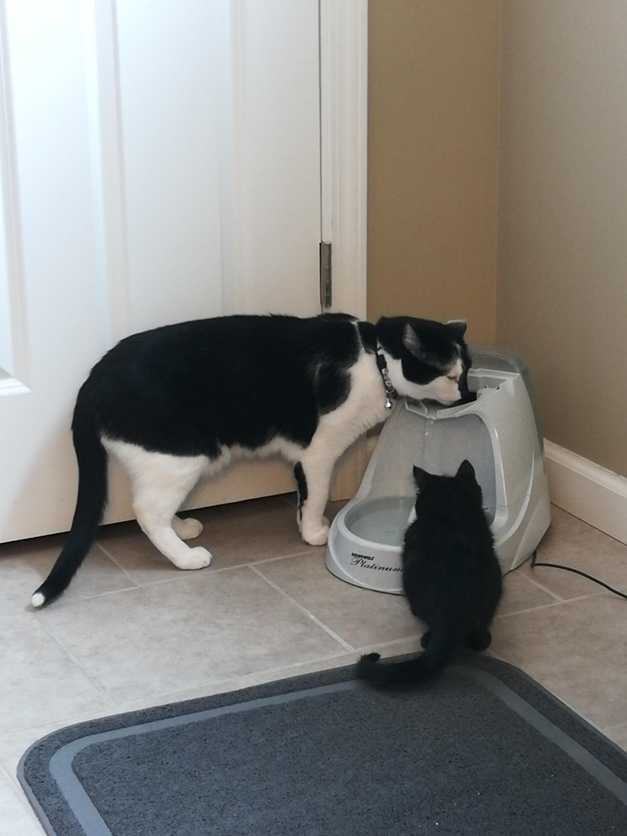 PetSafe Drinkwell Platinum Cat Water Fountain, 168 oz/5L, Free-Falling Stream Encourages Drinking, Dishwasher Safe, Large Capacity (Grey) customer photo 2