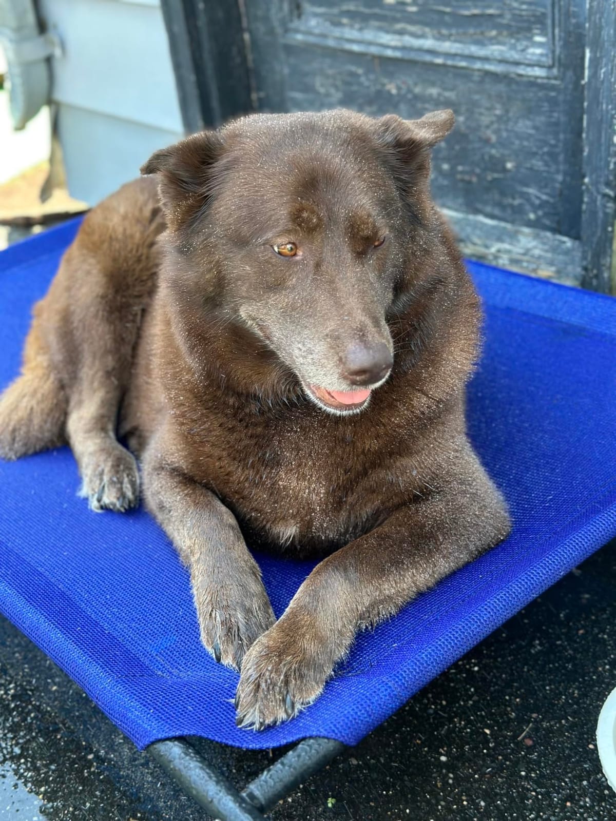 Gale Pacific Coolaroo The Original Cooling Elevated Dog Bed, Indoor and Outdoor, Large, Brunswick Green, 51.00