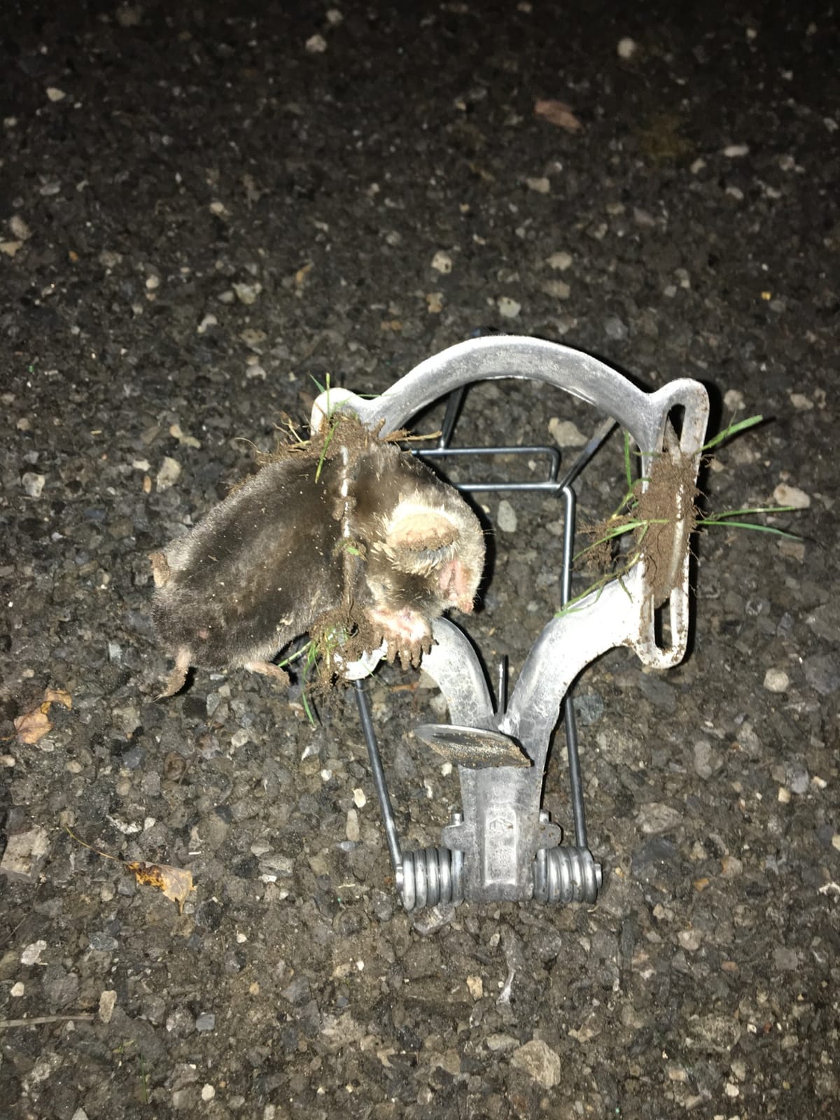 Nash 100 Choker Loop Mole Trap customer photo 1