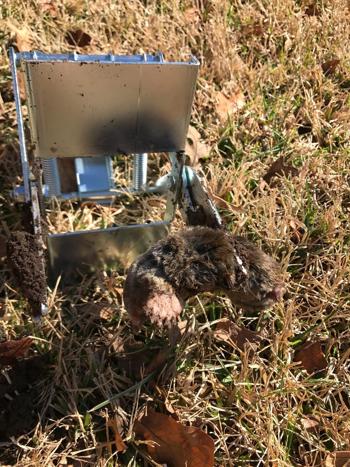 Wire Tek 1001 EasySet Mole Eliminator Trap (1) customer photo 1