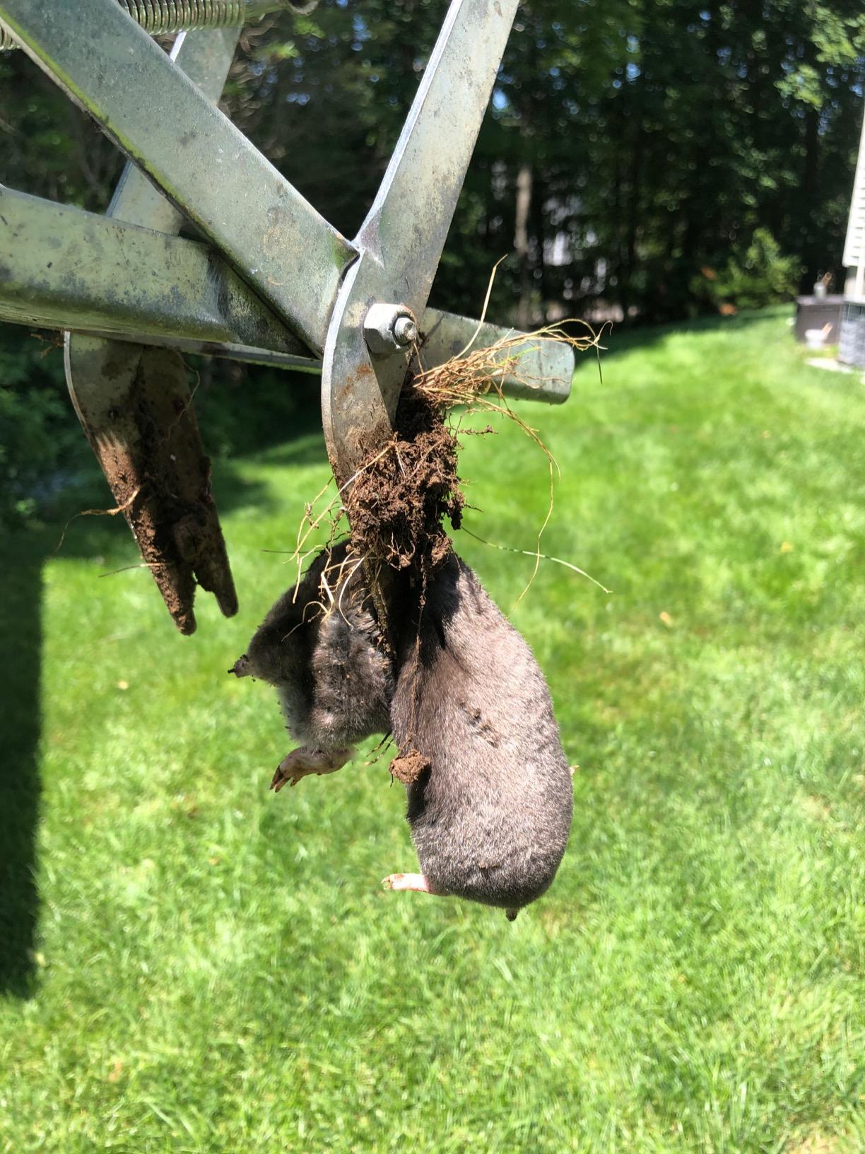 Wire Tek 1001 EasySet Mole Eliminator Trap (1) customer photo 2