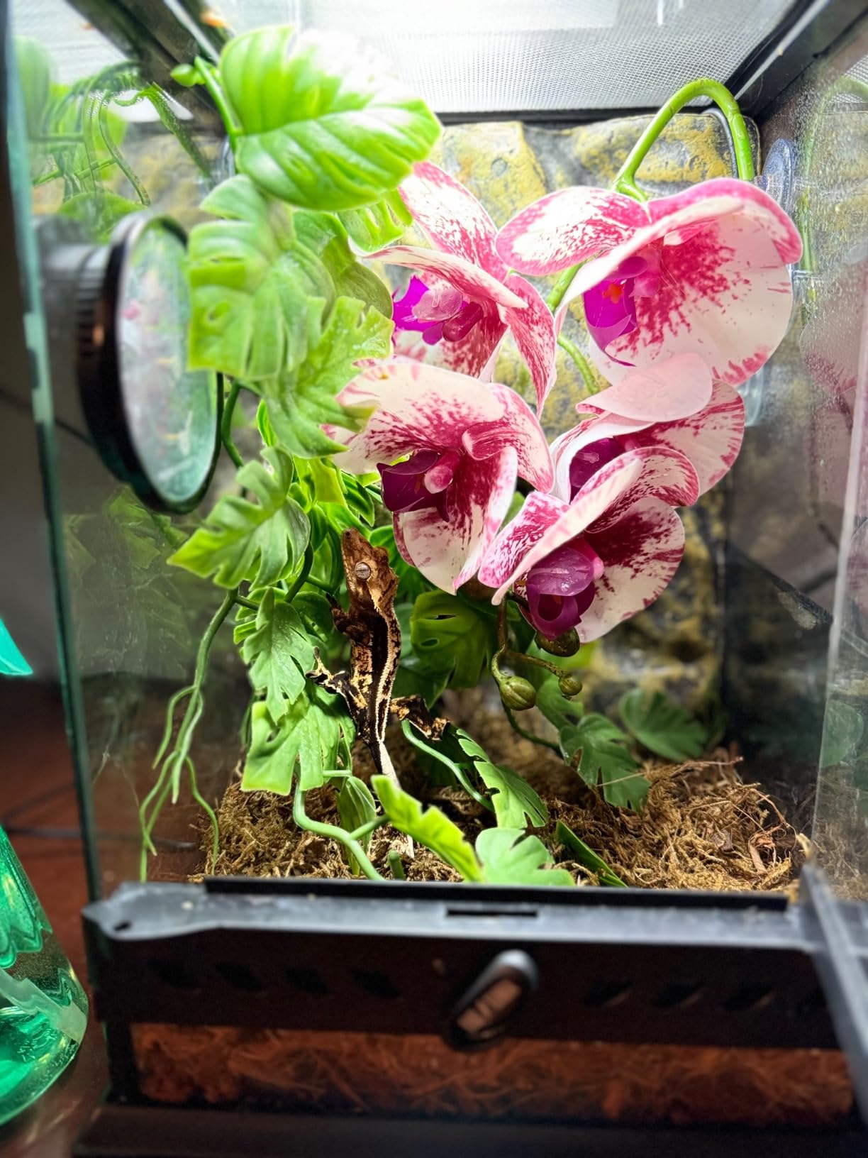 Repti-Glo 2.0 Compact Fluorescent Full Spectrum Terrarium Lamp, 13-Watt customer photo 1