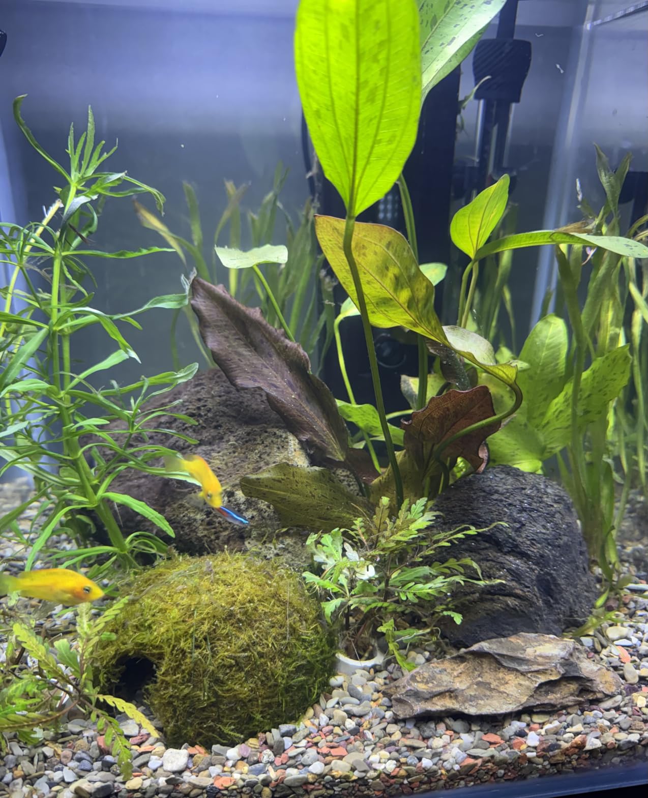 Fluval U3 Underwater Filter - Designed for Freshwater and Saltwater Aquariums, Also Ideal for Terrariums and Turtle Tanks customer photo 1