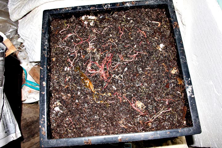 Worm Factory 360 Black US Made Composting System for Recycling Food Waste at Home - 4 Trays for Efficient Vermicomposting - Durable, Space-Efficient Design, Easy to Assemble, No Odor customer photo 2
