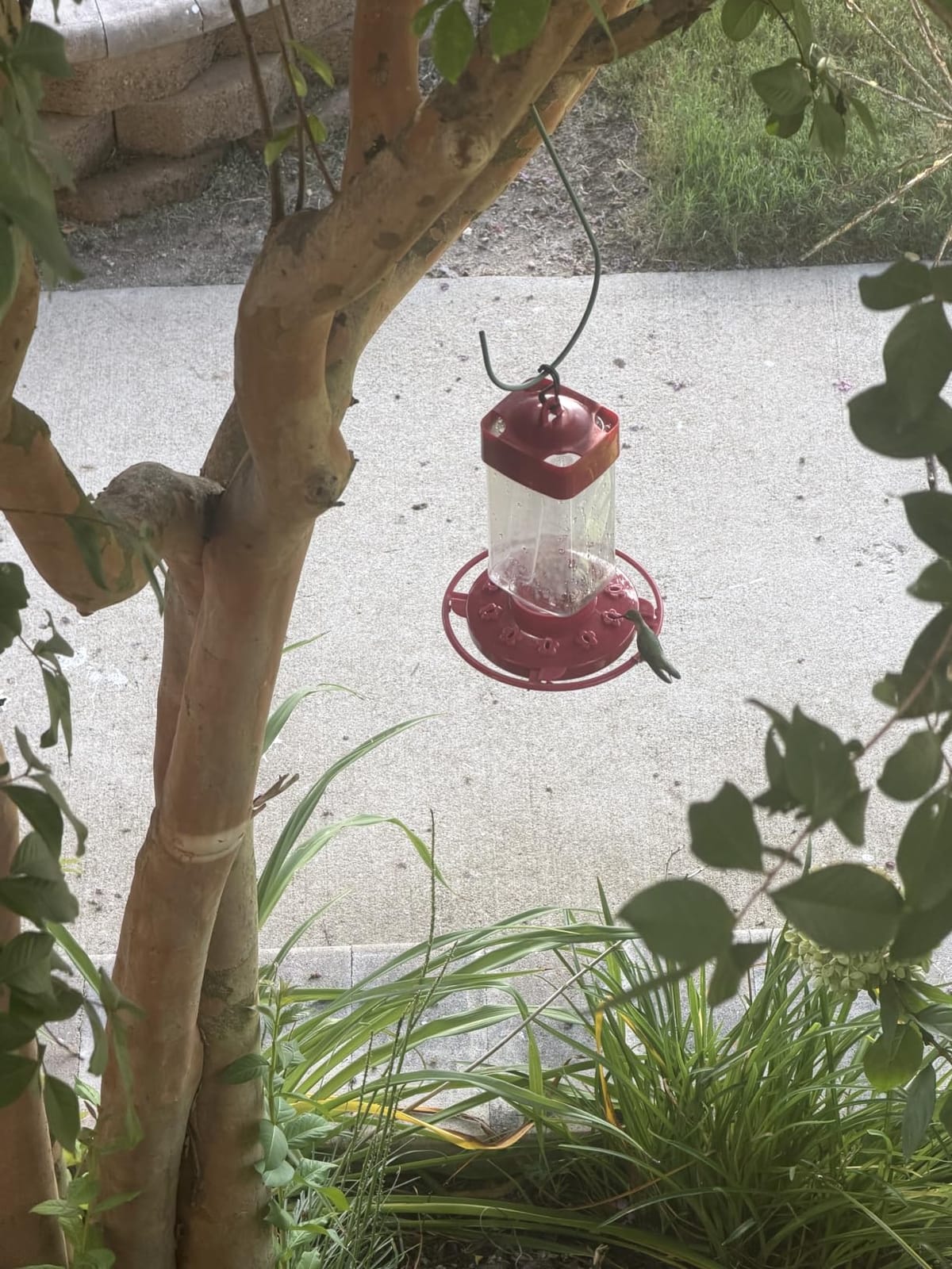 First Nature Hummingbird Feeder - 10 Feeding Ports - Red Base | Wide Mouth Prevents Messy Spills - Sealing Ring Prevents Bottom Leaks - Multi-Port Base Accommodates Flocks customer photo 1