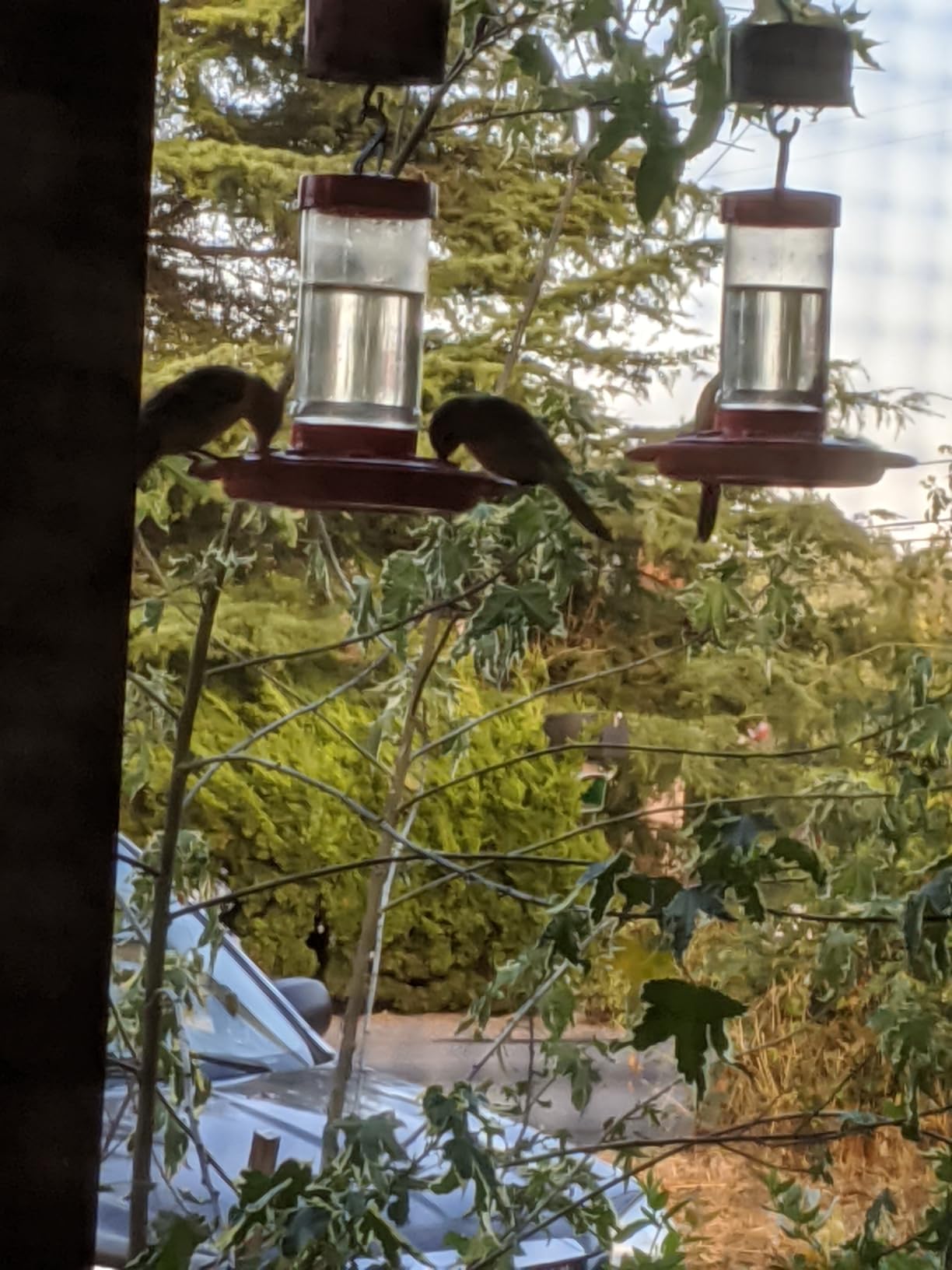 First Nature Hummingbird Feeder - 10 Feeding Ports - Red Base | Wide Mouth Prevents Messy Spills - Sealing Ring Prevents Bottom Leaks - Multi-Port Base Accommodates Flocks customer photo 2