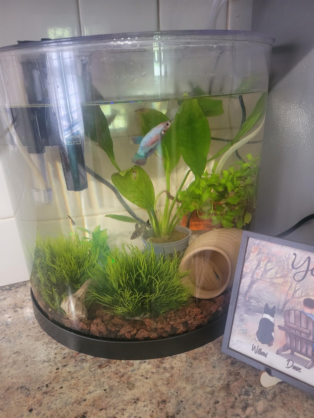 Tetra Half-Moon 3 Gallon Starter Fish Tank Kit customer photo 1