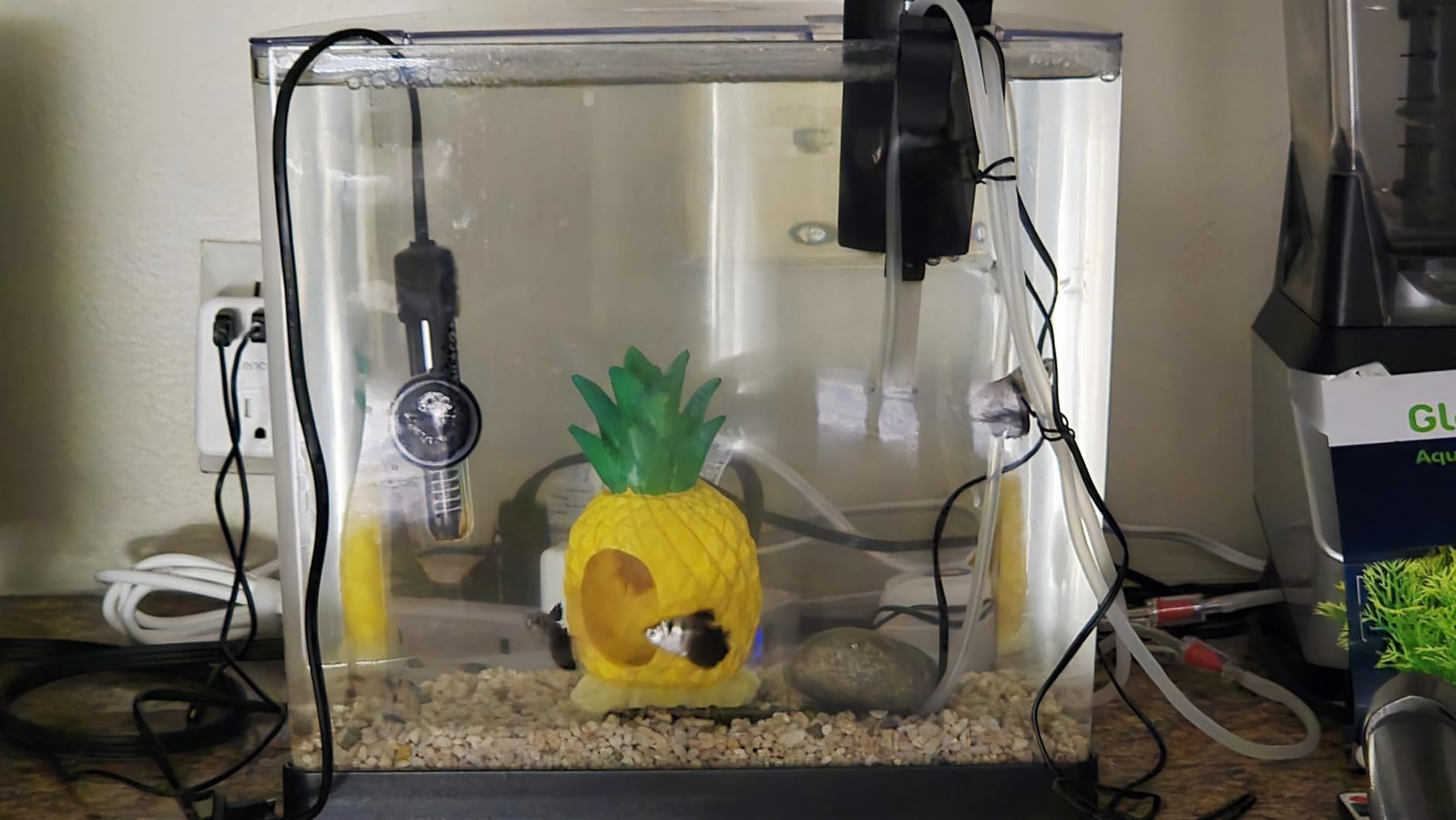 Tetra Half-Moon 3 Gallon Starter Fish Tank Kit customer photo 2