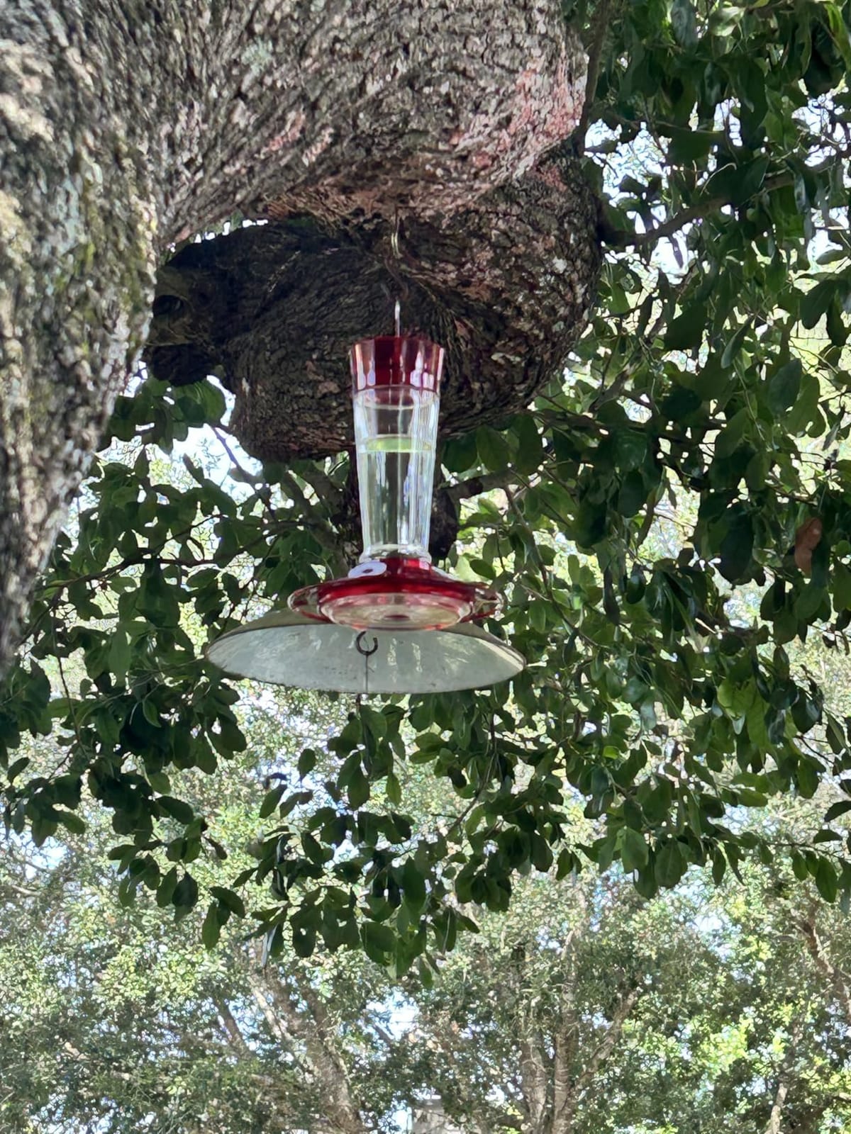 More Birds Bird Health+ Ruby Hummingbird Feeder, Glass Hummingbird Feeders for Outdoors, 4 Feeding Stations, 10 Ounces, Ruby Red customer photo 2