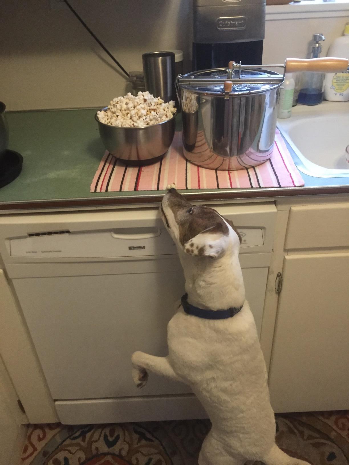Stovetop Popcorn Maker - 6.5-Quart Stainless-Steel Popcorn Popper with a Hand Crank, Vented Lid, and Stir Paddle by Great Northern Popcorn (Silver) customer photo 1