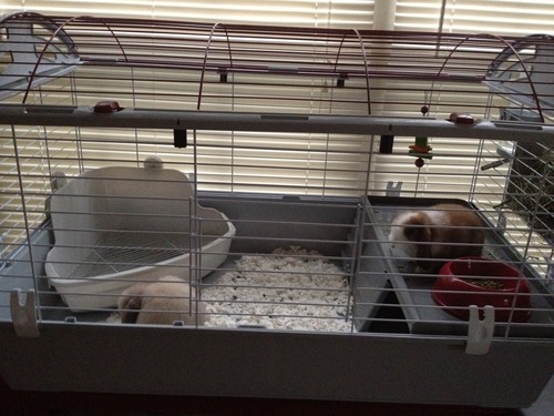 Living World Deluxe Hybrid Habitat, X-Large | Rabbit, Guinea Pig, Chinchillas, and Small Animal Cage customer photo 1