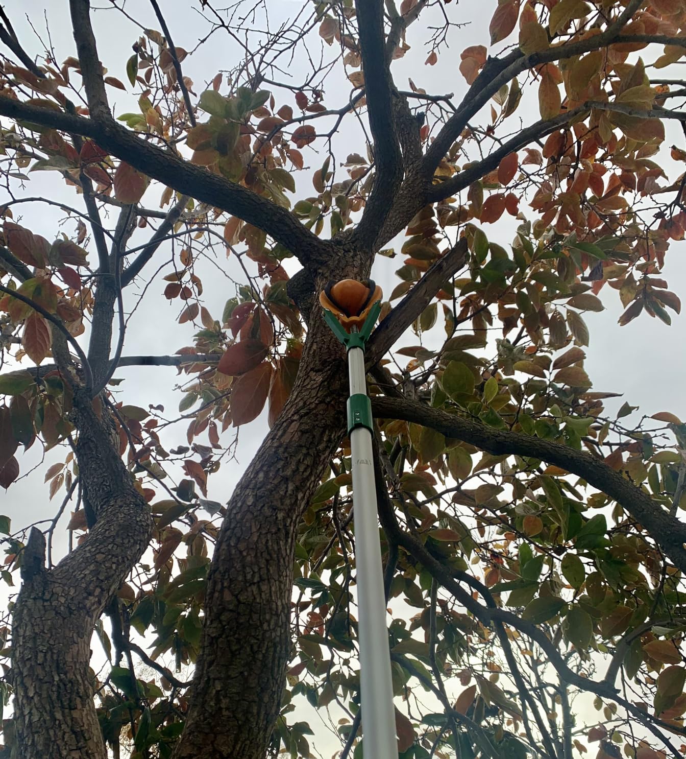 Zenport ZL6146A Long Reach Telescopic Fruit Harvester and Picker, 6-Feet Extension, Gray customer photo 1