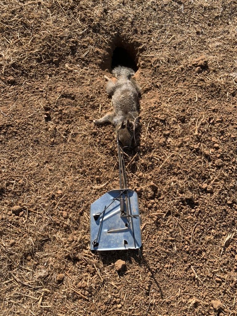 Cinch Gopher Trap Kit - Professional-Grade Gopher Traps That Work Best, Heavy Duty, Reusable Rodent Trapping System - Ideal for Lawns, Gardens, Ranches, and More - Outdoor Use, Small (3 Pack) customer photo 2