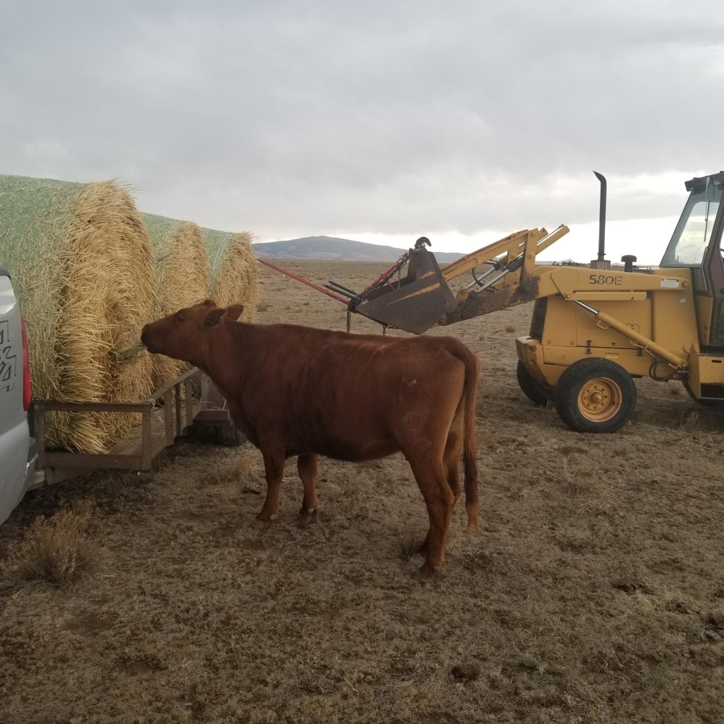 Titan Attachments C2 Hay Bale Spear Frame Attachment, Fits Universal HD Front Skid Steer Tractor Loader Bucket, 3000 LB Capacity, Conus 2 Sleeves, Chain and Ratchet Binder Included customer photo 1