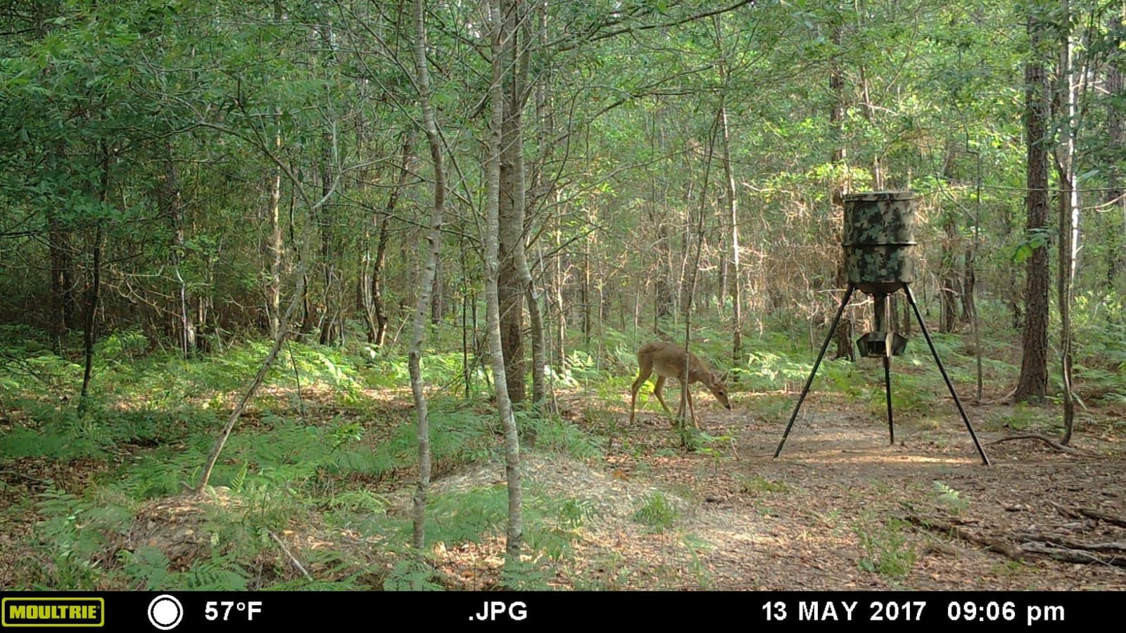 Wildgame Innovations Quick-Set 270 lb Game Feeder | Durable tripod Corn/Pellet hunting feeder, digital timer, 1-4 available feed times & 30-feet radius customer photo 1