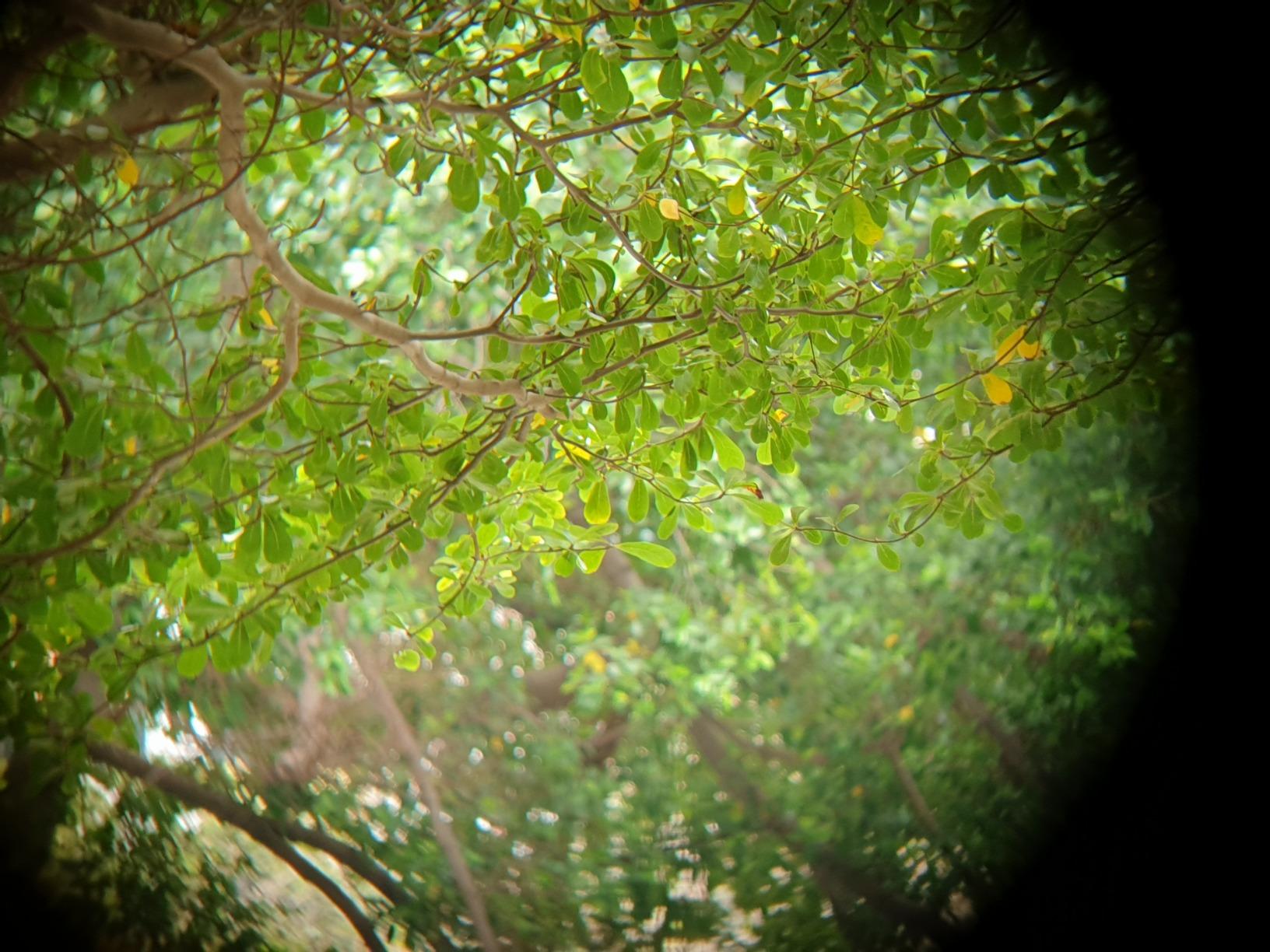 Celestron Nature DX ED 8x42 Premium Waterproof Birding Binoculars | ED Glass for True-to-Life Color, Fully Multi-Coated Optics & Phase Coated BaK-4 Prism, Sharp Edge-to-Edge Views customer photo 2