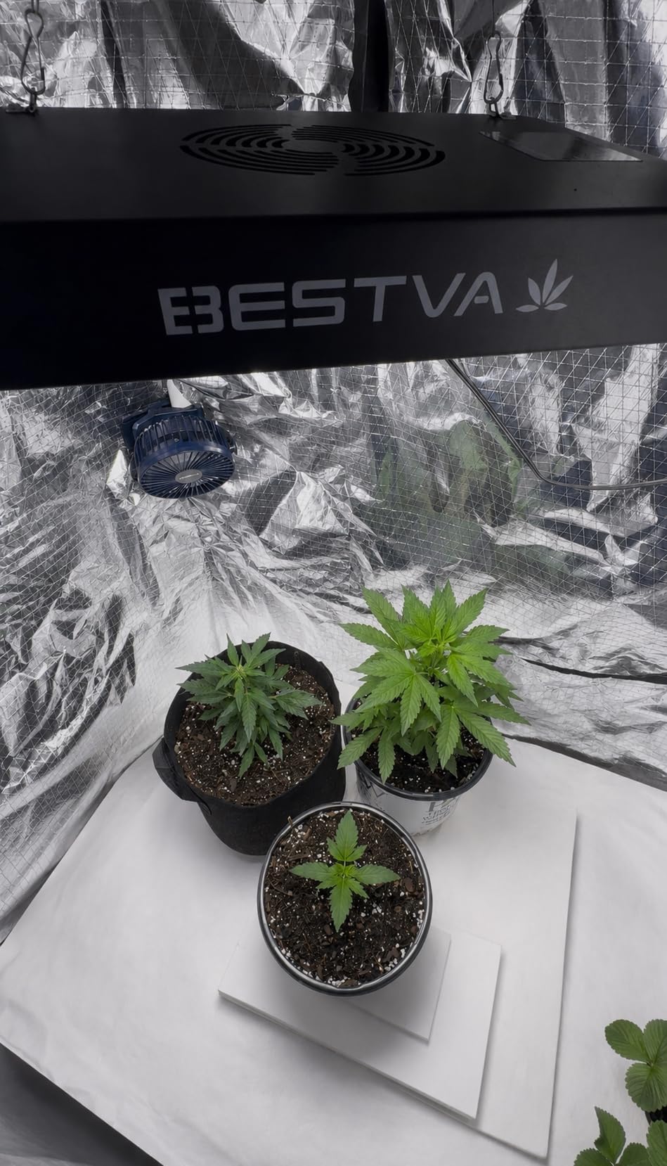 BESTVA DC1000 LED Grow Light, Full Spectrum Grow Lights for Indoor Plants | 100W LED Plants Light with Veg & Bloom Mode for Indoor Plants Growing, Hanging Plant Lamps Fits for 2x2 Grow Tent, Greenhouse customer photo 2