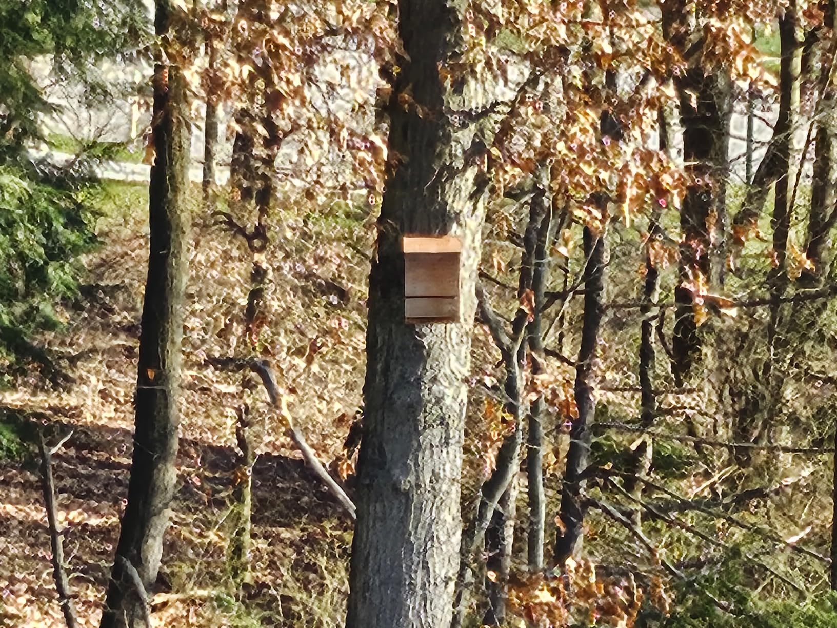 Bat House - Handcrafted Bat Box for Outside from Cedar Wood - One Chamber | Weatherproof Bat Houses for Outdoors - Bat Boxes Designed to Attract Bats - Easy for Bats to Land and Roost customer photo 2
