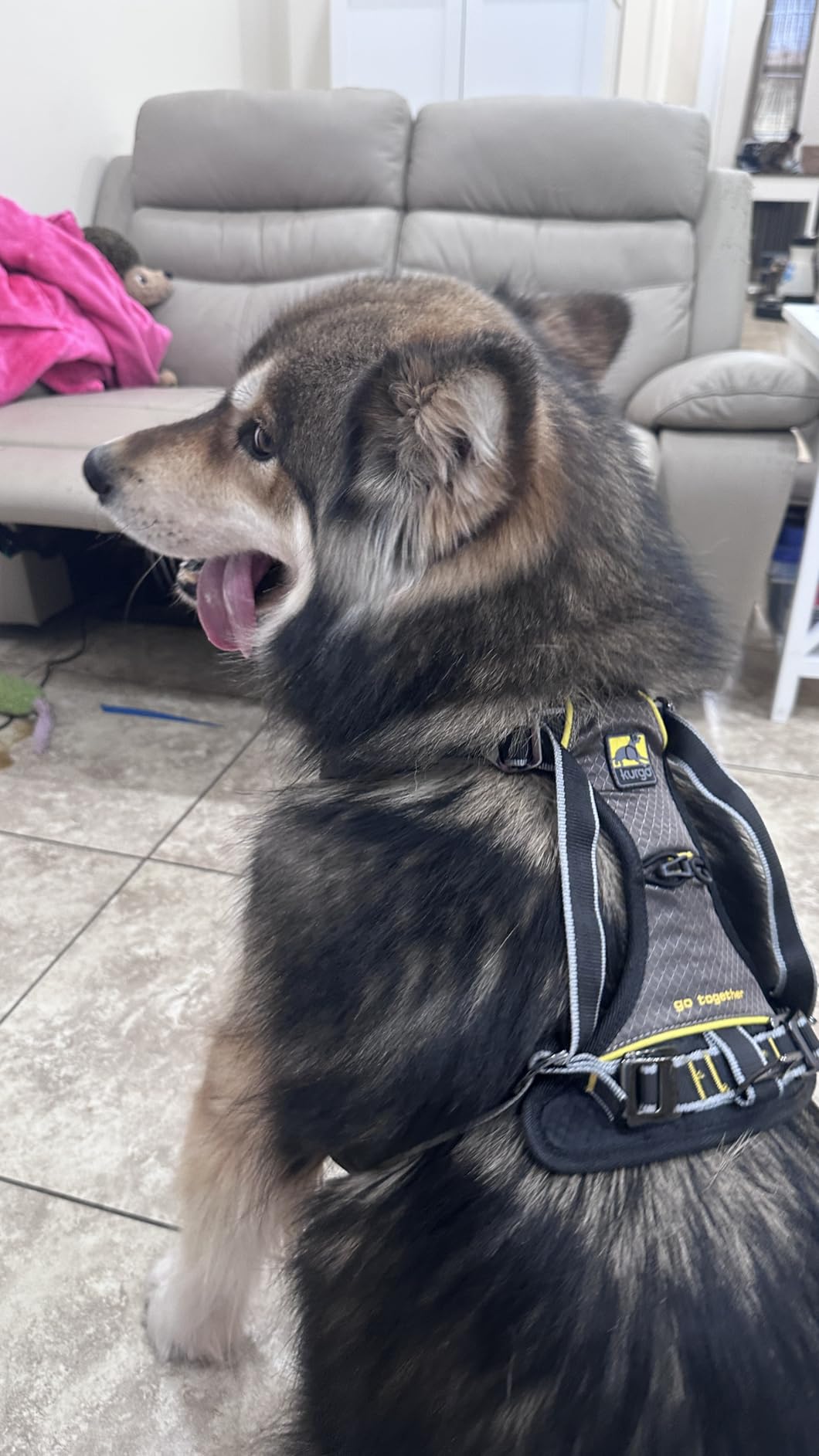 Kurgo Impact Harness, Black/Charcoal, Extra Large | Crash-Tested Travel Safety Harness for Dogs up to 108Lbs, All-Steel Nesting Buckles, Padded Chest Support, Adjustable Straps customer photo 1