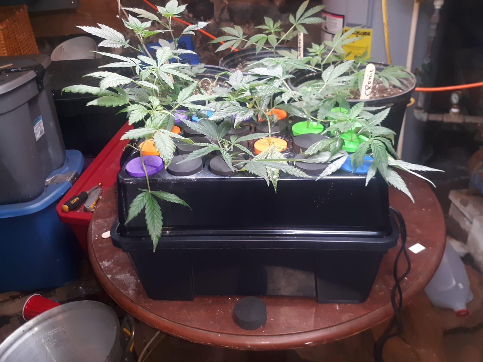 Viagrow Clone Machine 24-Site Black Plastic Round Indoor/Outdoor Aeroponic Hydroponic System with Lid and Collar Inserts customer photo 2