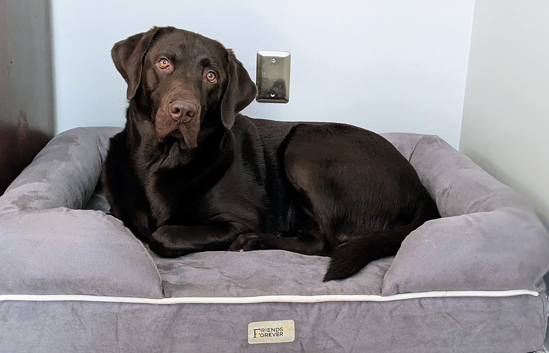 Friends Forever X-Large Dog Bed, Orthopedic Dog Sofa Memory Foam Mattress, Calming Dog Couch Bed, Wall Rim Pillow, Water Resistant Liner, Washable Cover, Non-Slip Bottom, Chester, X-Large Grey customer photo 2