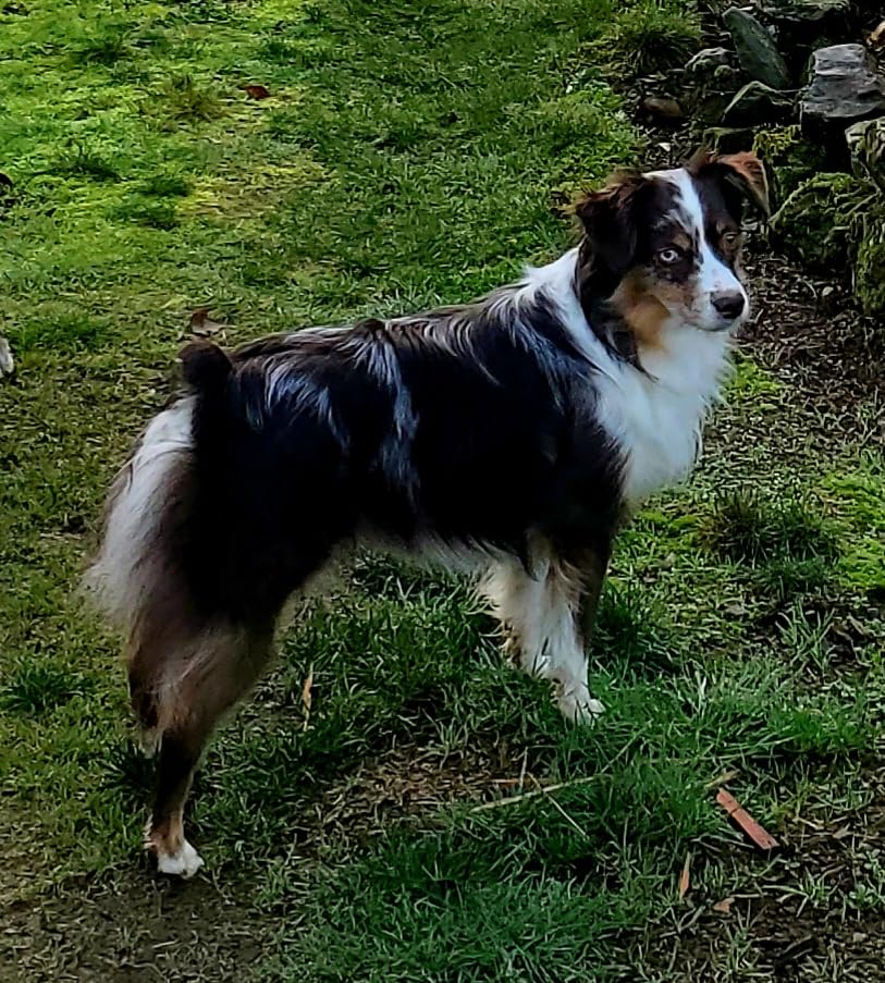 Embark Purebred Dog DNA Test - 270+ Genetic Health Conditions, 55 Physical Traits, Coefficient of Inbreeding (COI), Relatives, Breed Confirmation customer photo 1