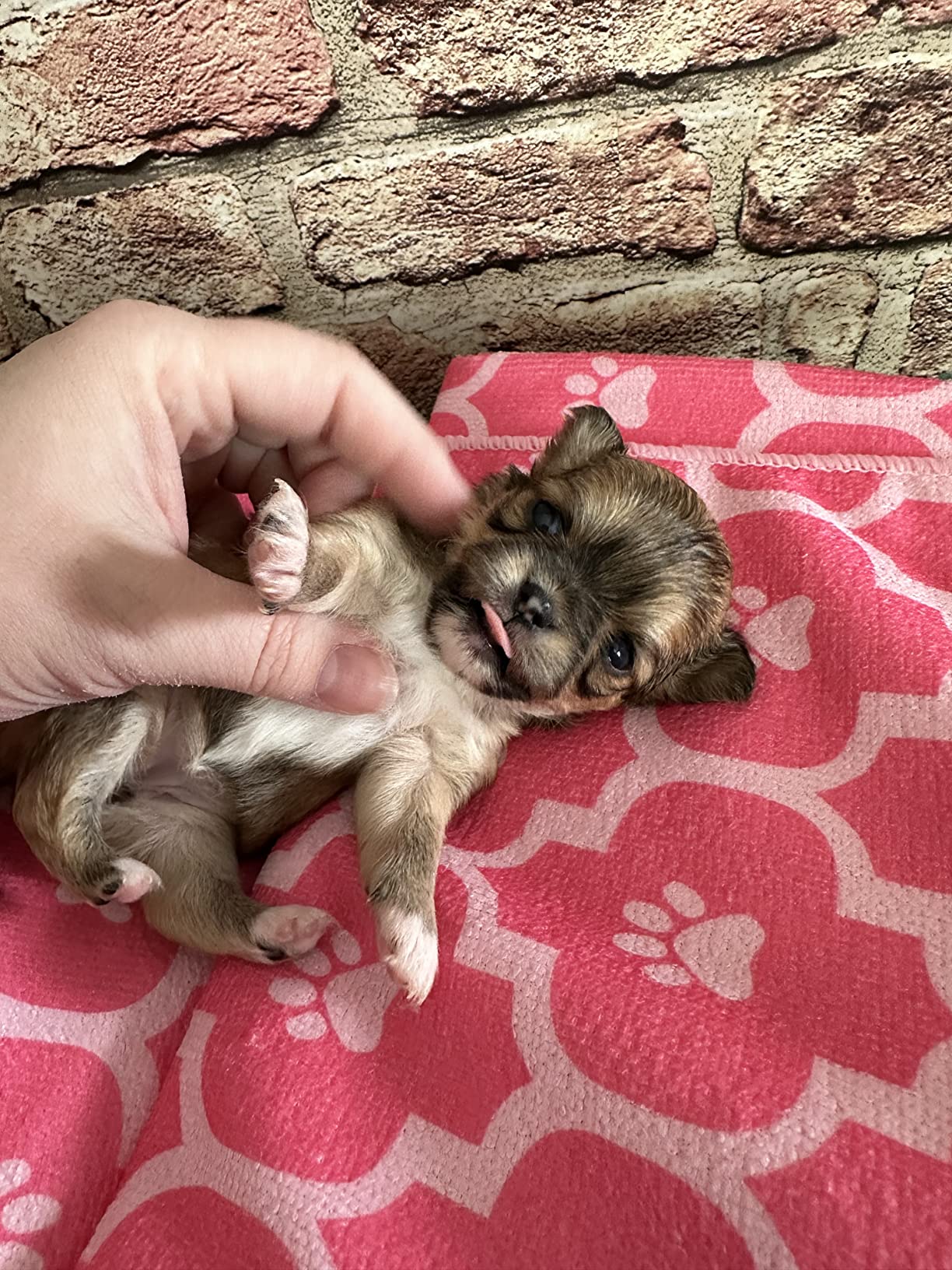 Embark Purebred Dog DNA Test - 270+ Genetic Health Conditions, 55 Physical Traits, Coefficient of Inbreeding (COI), Relatives, Breed Confirmation customer photo 2