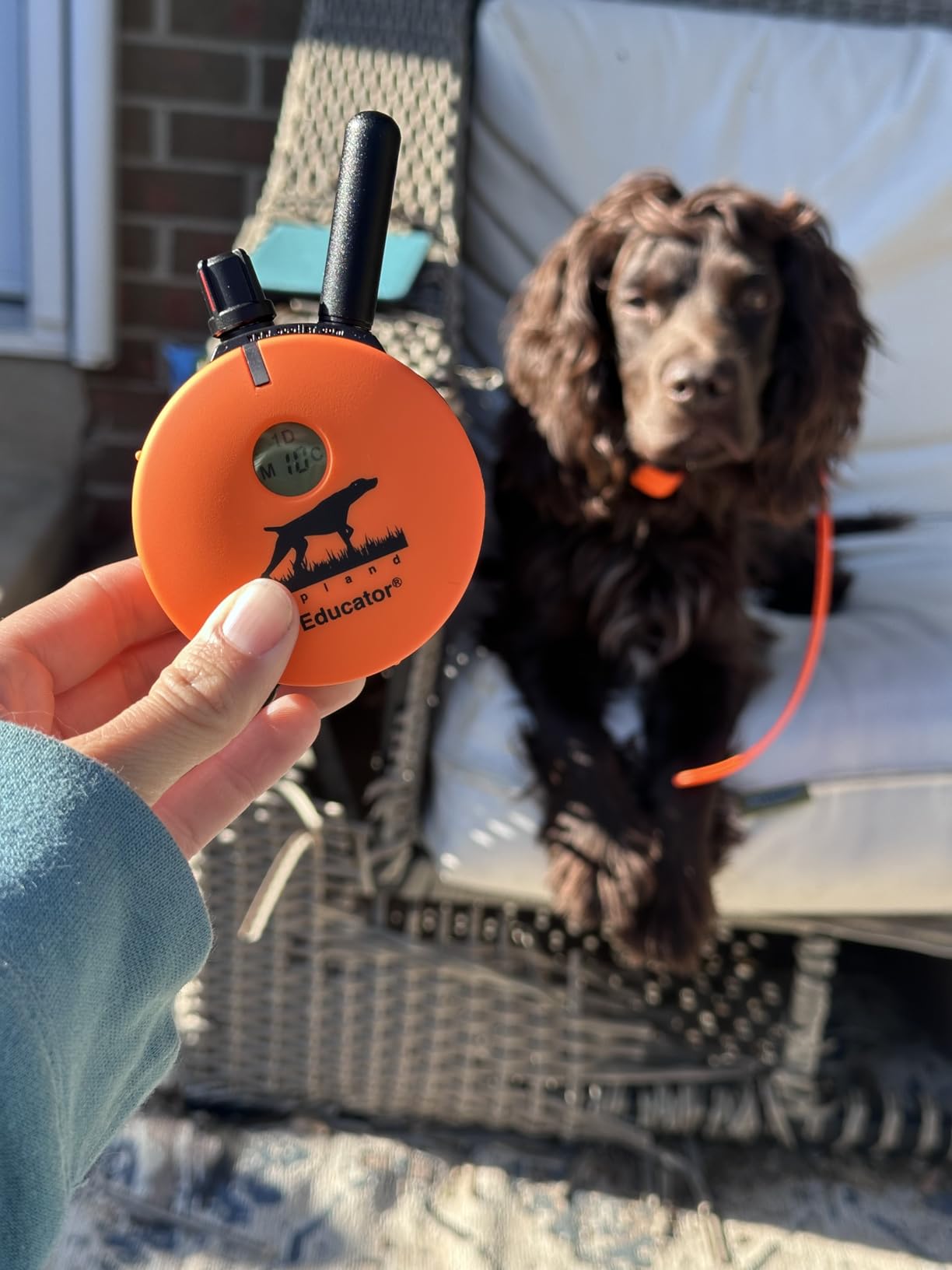 Educator UL-1200 Upland Hunting Dog E Collar for Dog Training with Remote - 1 Mile Range, Waterproof, 100 Stimulation Levels, Tone or Vibration Mode, Night Light customer photo 1