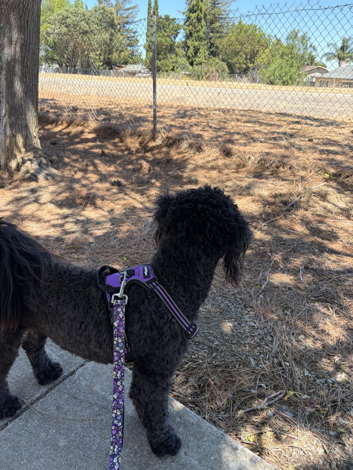 Dog Harness, No Pull Medium Sized with 2 Leash Clips, Pet Vest | No Choke with Handle, Adjustable Soft Padded, Reflective, Easy Control for Walking, Black, Medium customer photo 1