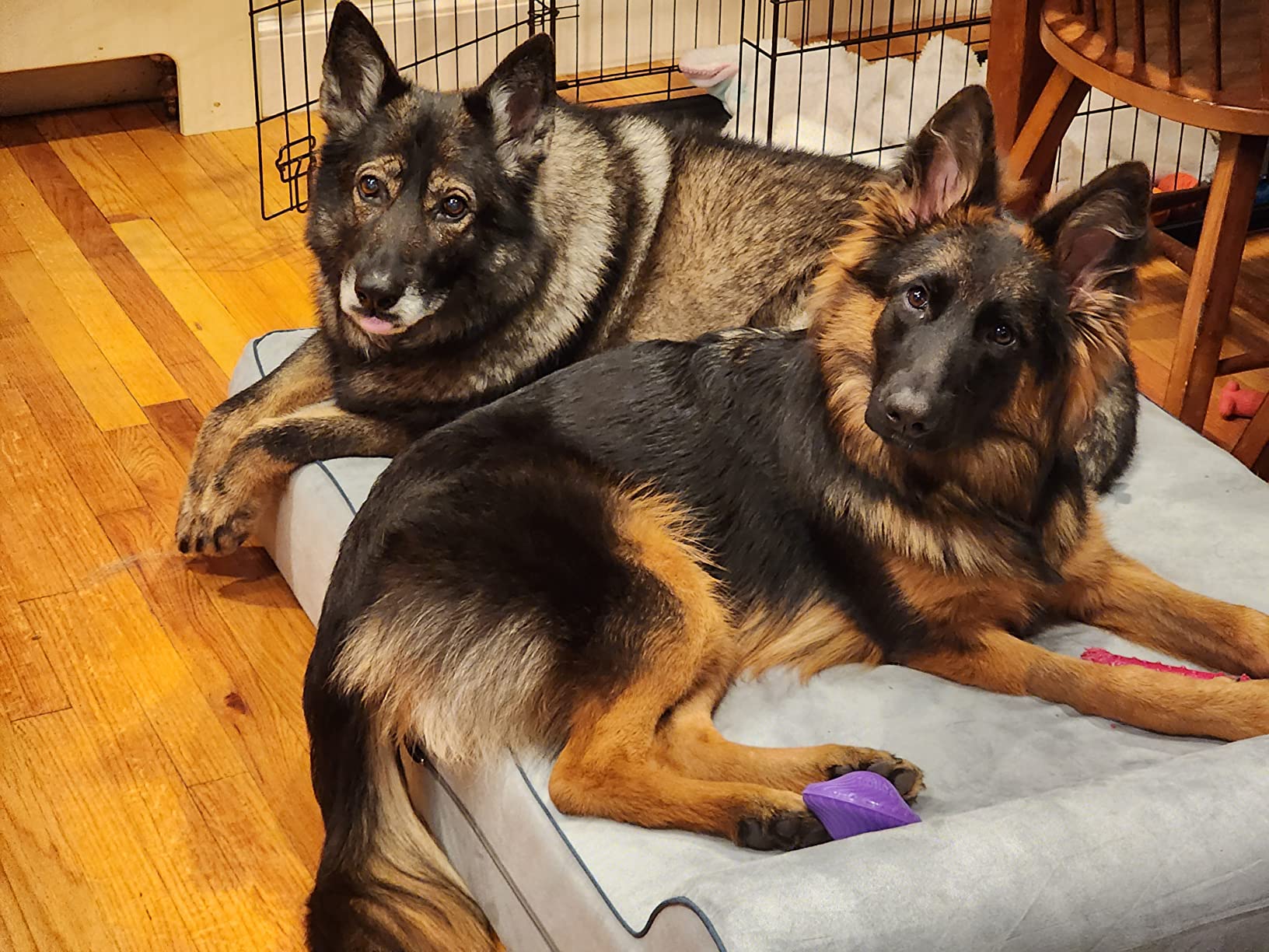 KOPEKS Orthopedic Memory Foam Dog Bed 7