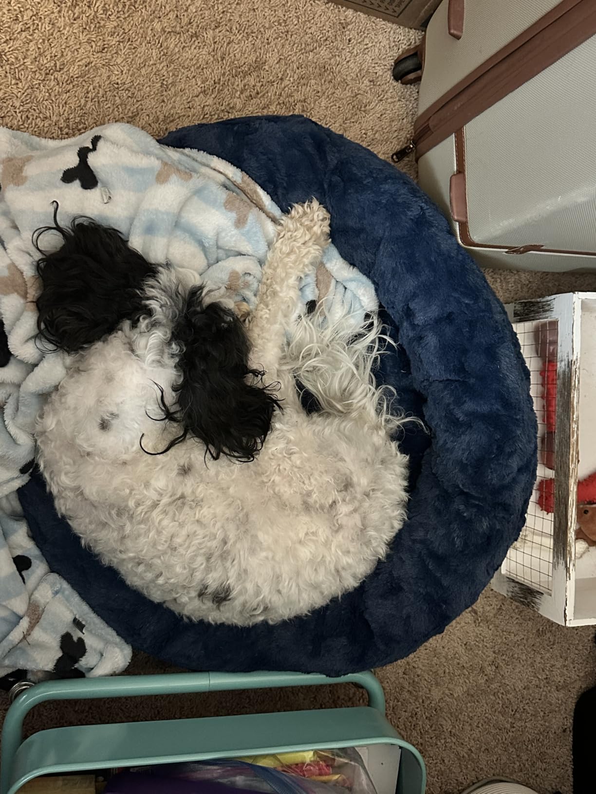 Best Friends by Sheri Original Calming Donut Dog Bed, Frost Gray, Small 23in | Machine Washable, Shag Faux Fur, Orthopedic Support, Sense of Security, Water-Resistant Base, Small Dogs Up to 25 lbs customer photo 2