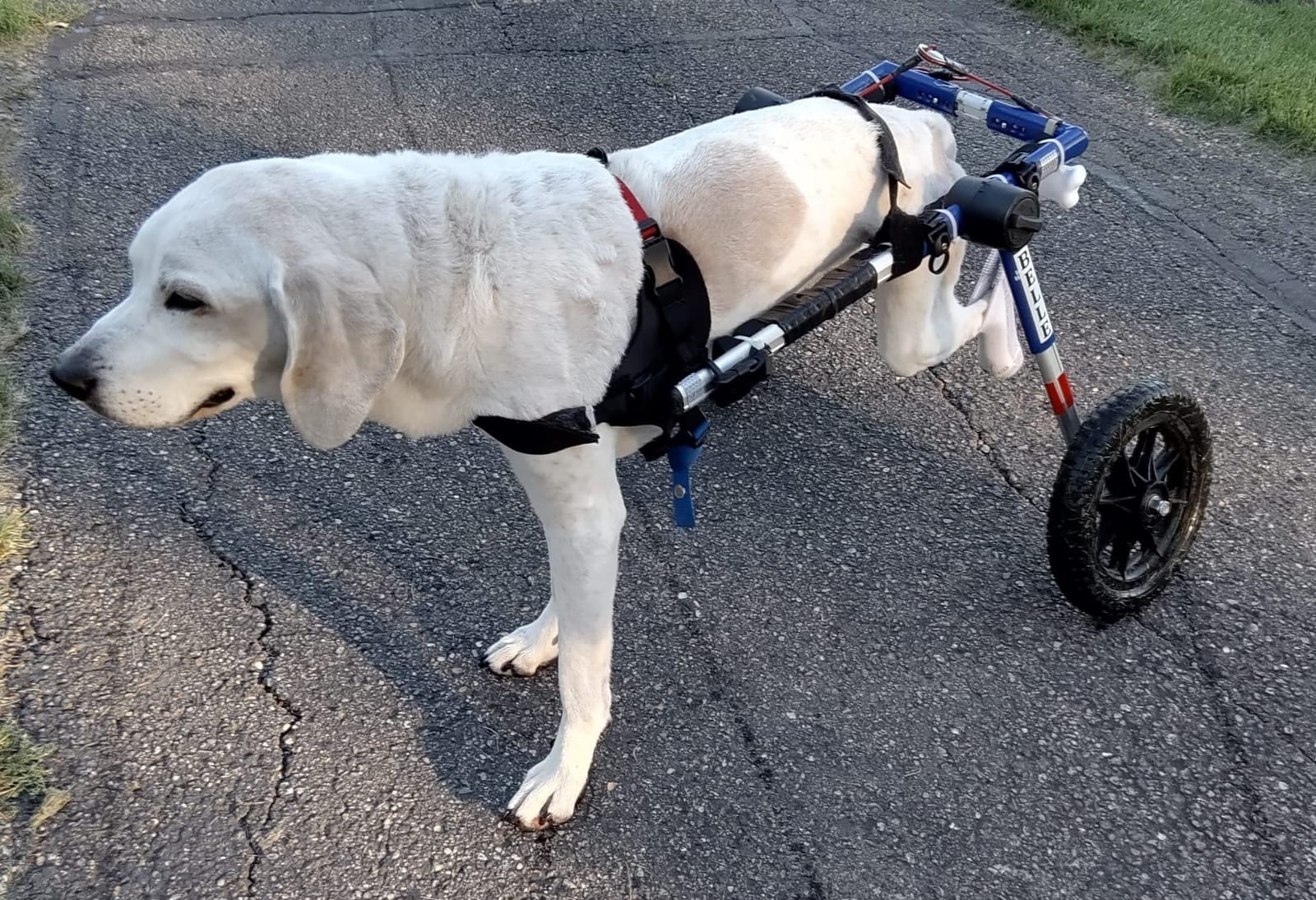 Walkin' Wheels Dog Wheelchair - for Med/Large Dogs 50-69 lbs - Veterinarian Approved - Dog Wheelchair for Back Legs customer photo 2