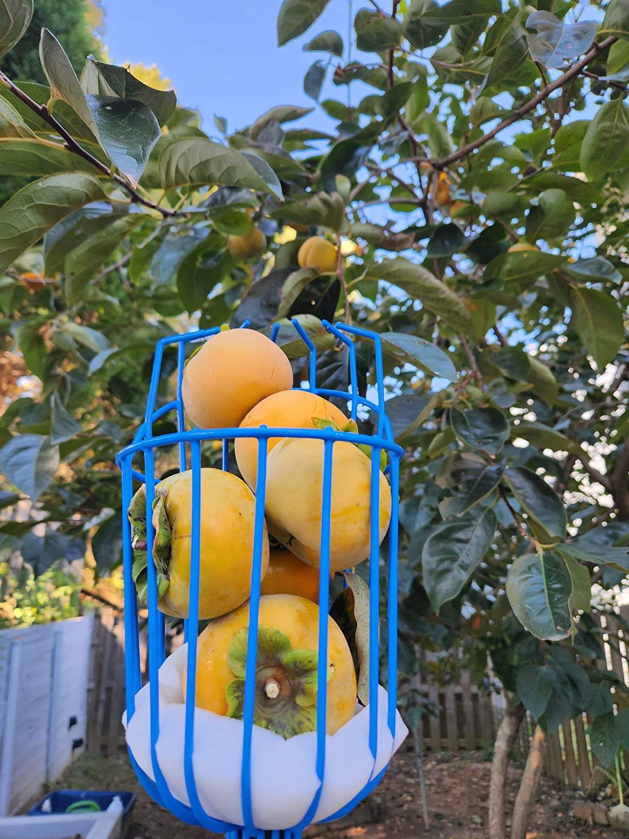 EVERSPROUT 4.5 to 12 Ft Fruit Picker with TwistOn Basket and Extension Pole | Foam-Cushioned Basket, Fits Fruit 1.25 to 5.5 Inches customer photo 2