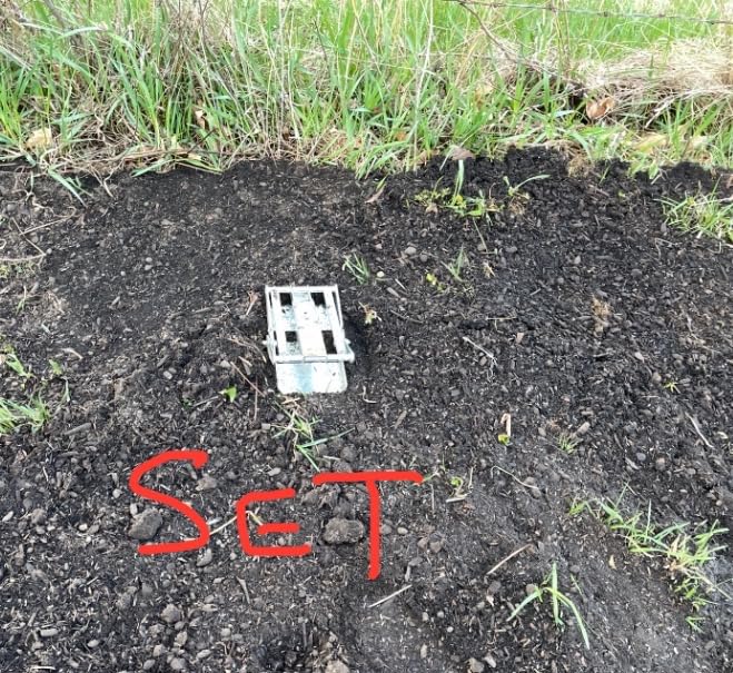 Wire Tek 1001 Easyset Mole Eliminator Trap (2 Pack), Mole Traps That Kill Best, Scissor Mole Trap, Mole Killer for Lawns, Mole Traps for Lawns - MADE IN THE USA!! customer photo 1