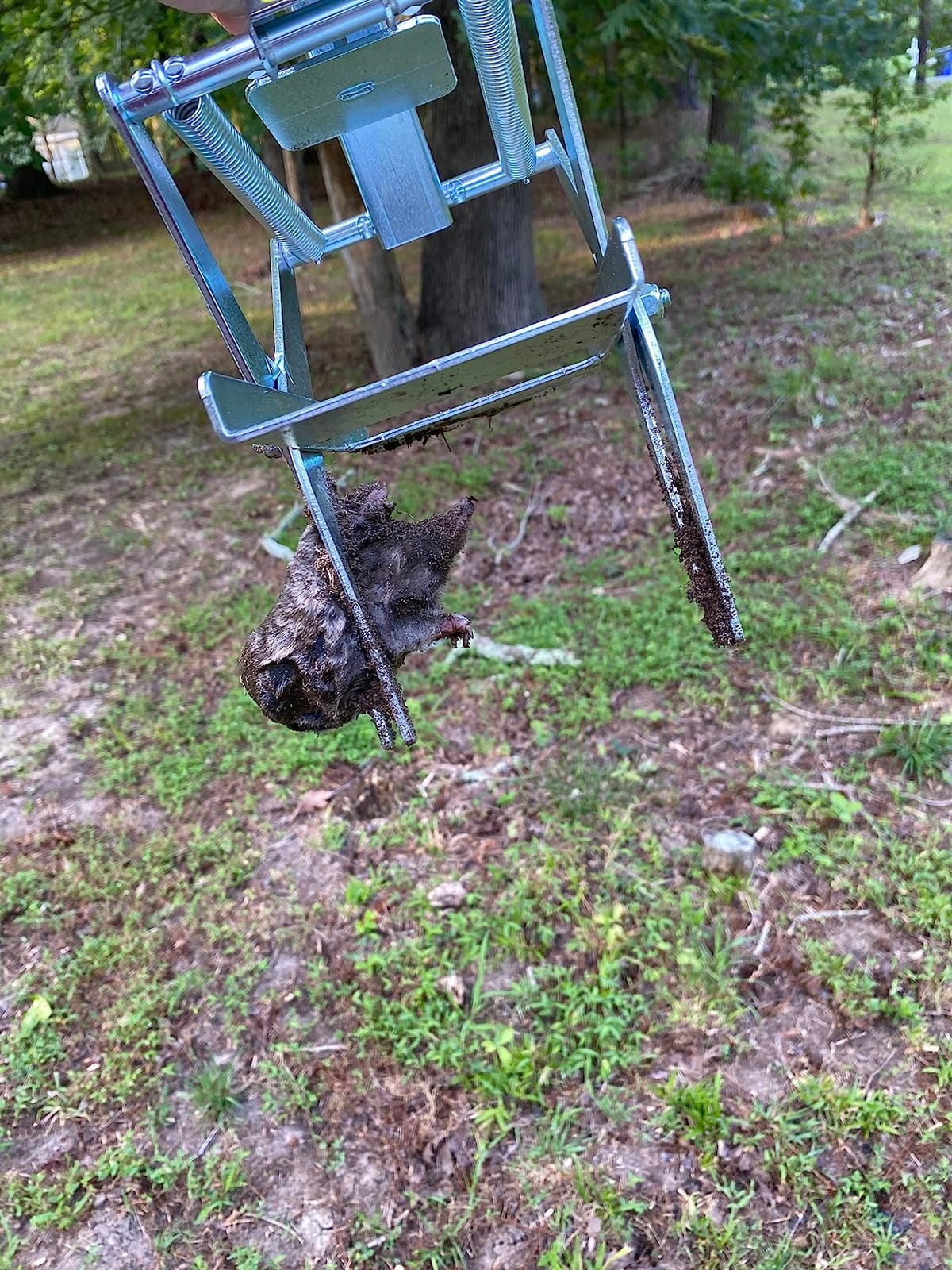 Wire Tek 1001 Easyset Mole Eliminator Trap (2 Pack), Mole Traps That Kill Best, Scissor Mole Trap, Mole Killer for Lawns, Mole Traps for Lawns - MADE IN THE USA!! customer photo 2