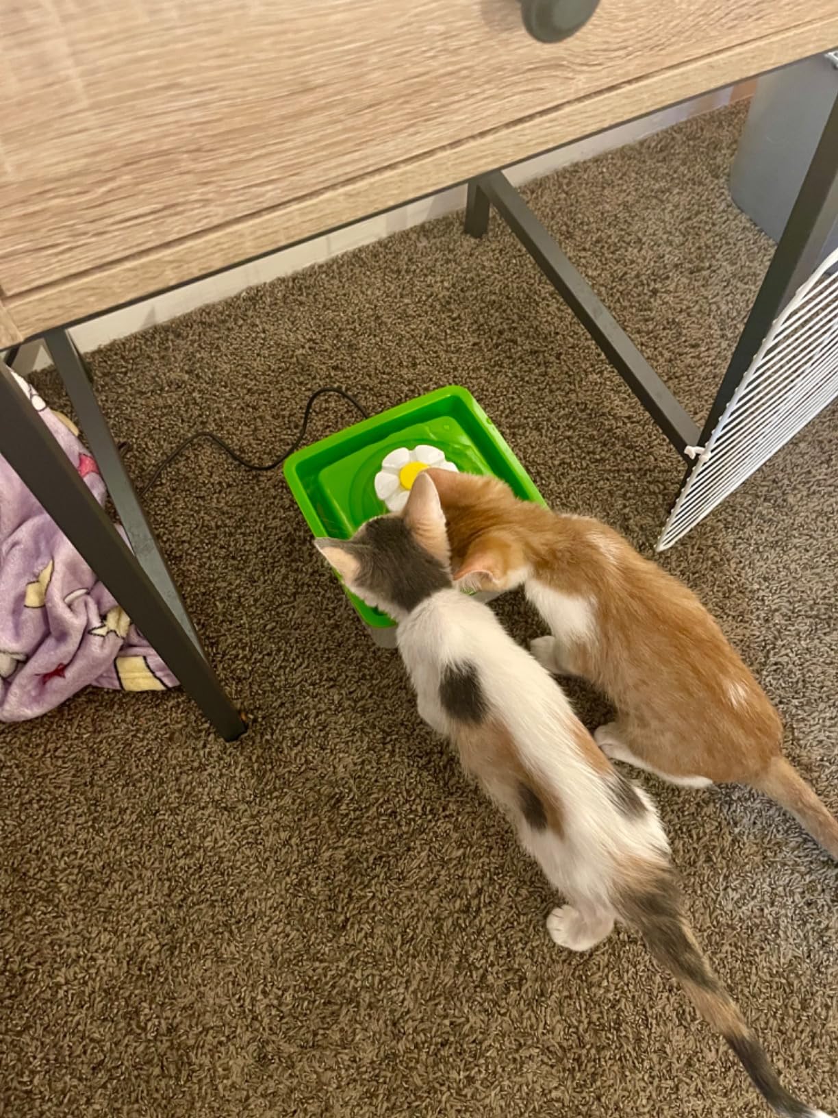 Catit 2.0 Mini Flower Drinking Fountain, Green customer photo 1
