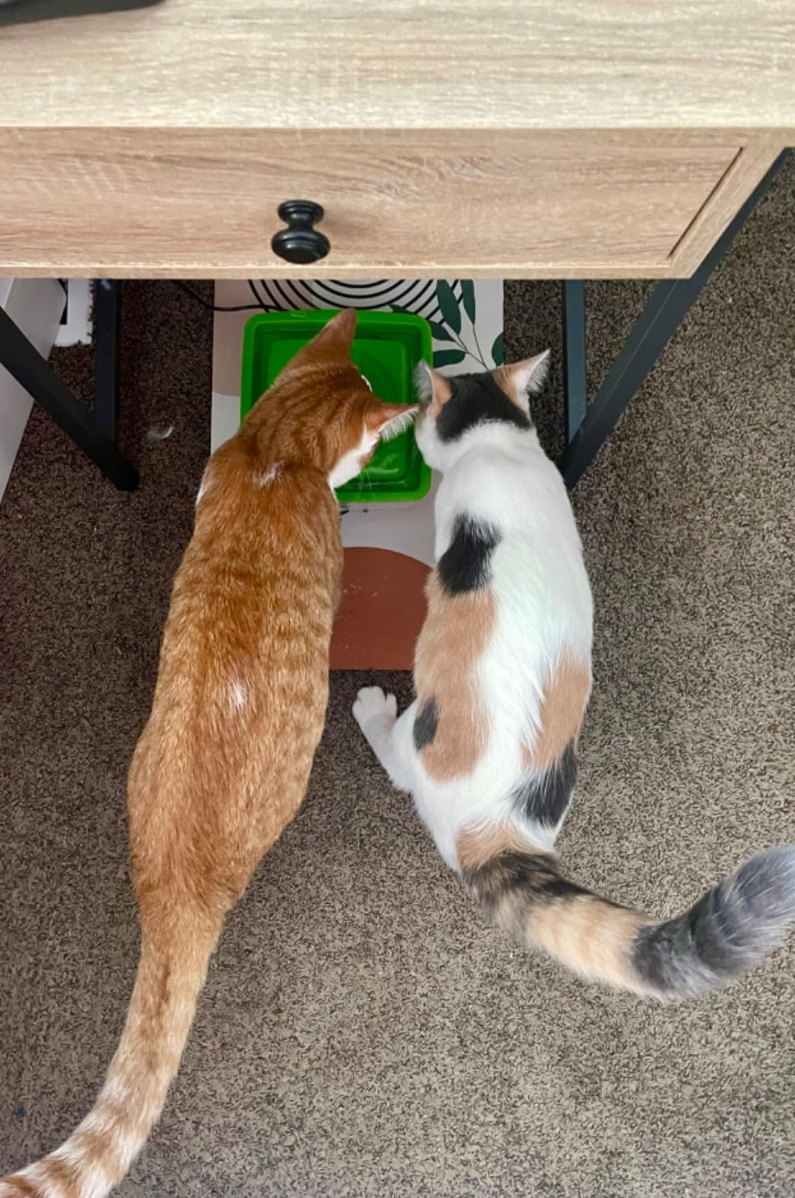 Catit 2.0 Mini Flower Drinking Fountain, Green customer photo 2