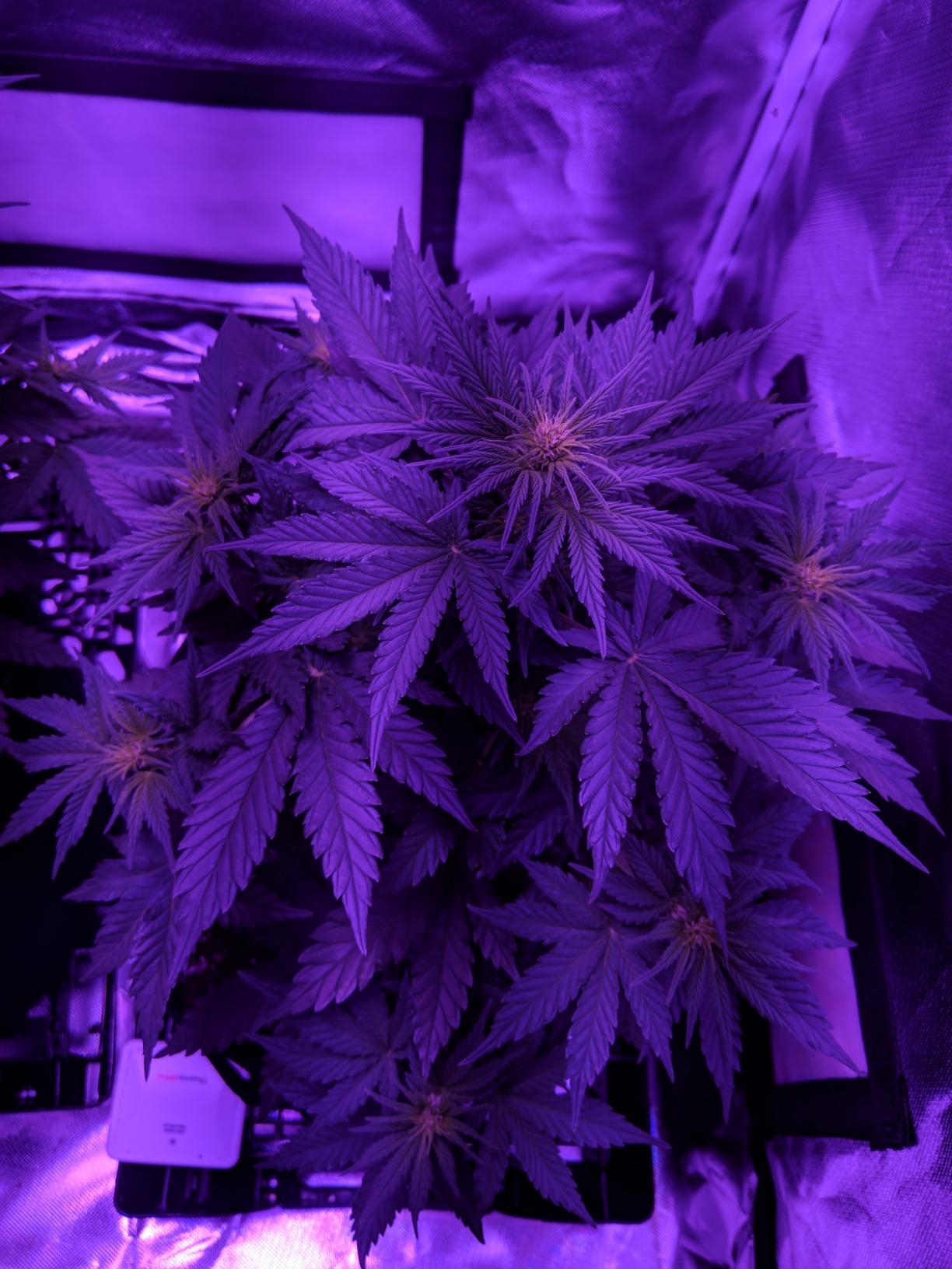 Upgrade Integrated Auto Grow Tent Kit Complete Kit, S1000 LED Grow Light, 32
