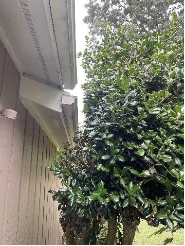 Sun Joe 4.5-Amp Electric Pole Hedge Trimmer, Multi-Angle Telescopic Garden Cutter, 19-Inch customer photo 1