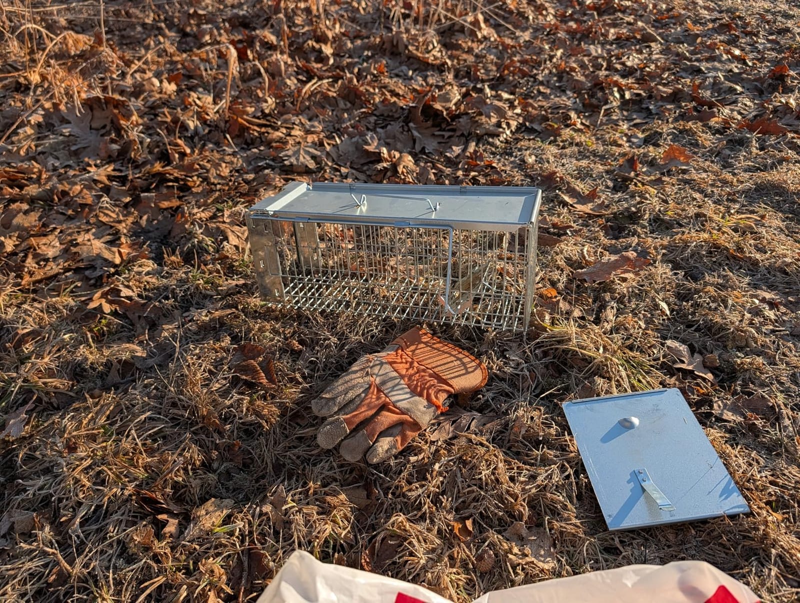 Faicuk Large Collapsible Humane Live Animal Cage Trap for Raccoon, Opossum, Stray Cat, Rabbit, Groundhog and Armadillo 32 x 11 x 13 Inch customer photo 2