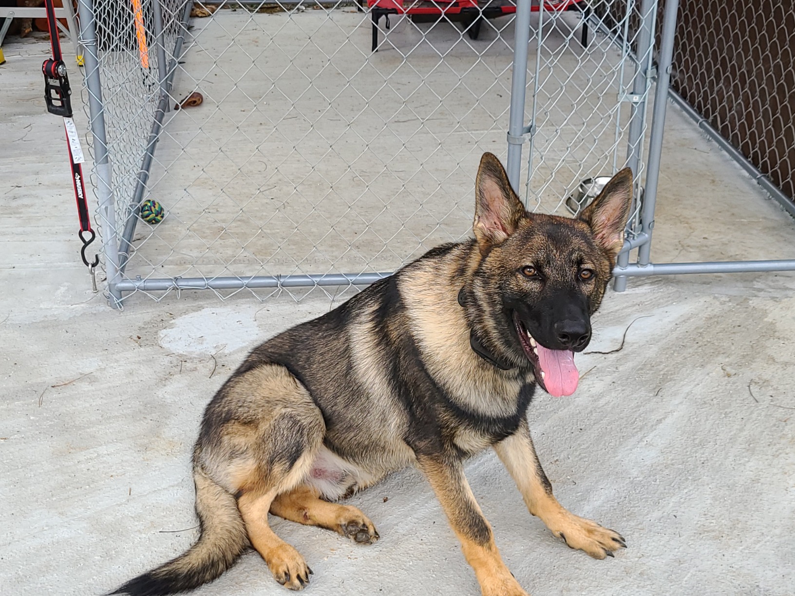 SportDOG Brand Contain + Train System - In-Ground Electric Dog Fence & Remote Trainer - Waterproof Collar - Tone, Vibrate, & Shock - from Parent Company Invisible Fence Brand - Up to 100 Acres customer photo 1